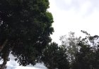 Início da semana: Domingo (3) será de tempo firme e temperaturas elevadas em Mato Grosso do Sul