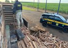 Em meio a paletes: Com ajuda de cão farejador, PRF apreende mais de uma tonelada de maconha em Caarapó