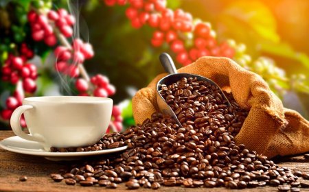 Grão: Colheita do café avança lentamente e atinge 9% da safra no Brasil