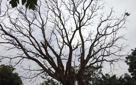 De olho: Domingo tem chances de pancadas de chuvas, além de sol e aumento de temperaturas em MS