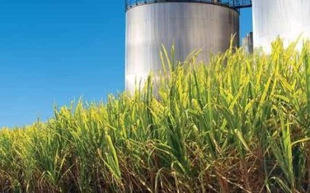 Em MS: Pragas e doenças em canaviais preocupam setor sucroenergético
