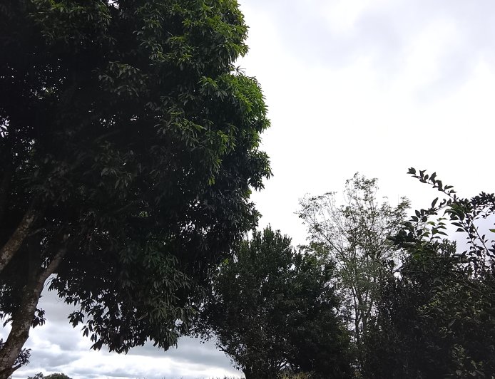 Início da semana: Domingo (3) será de tempo firme e temperaturas elevadas em Mato Grosso do Sul