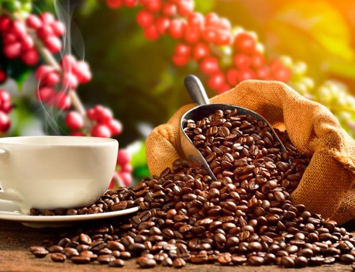 Grão: Colheita do café avança lentamente e atinge 9% da safra no Brasil