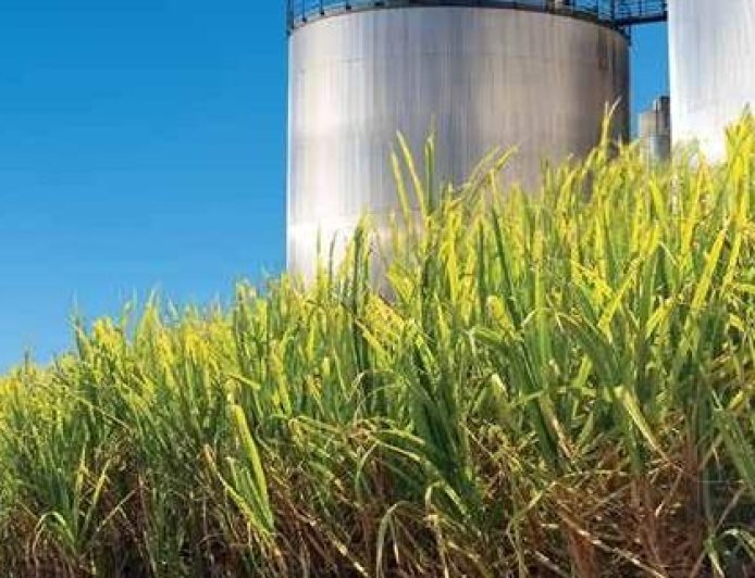 Em MS: Pragas e doenças em canaviais preocupam setor sucroenergético