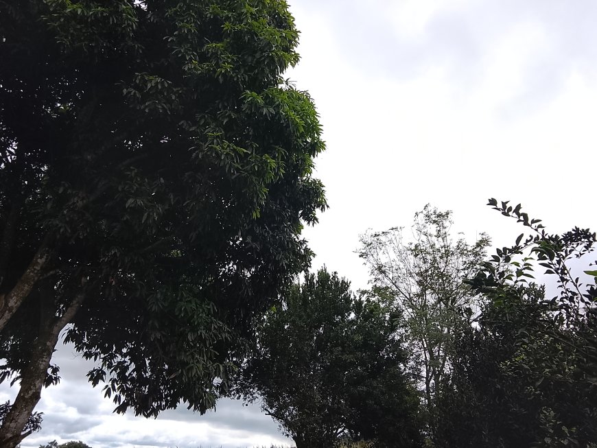 Início da semana: Domingo (3) será de tempo firme e temperaturas elevadas em Mato Grosso do Sul