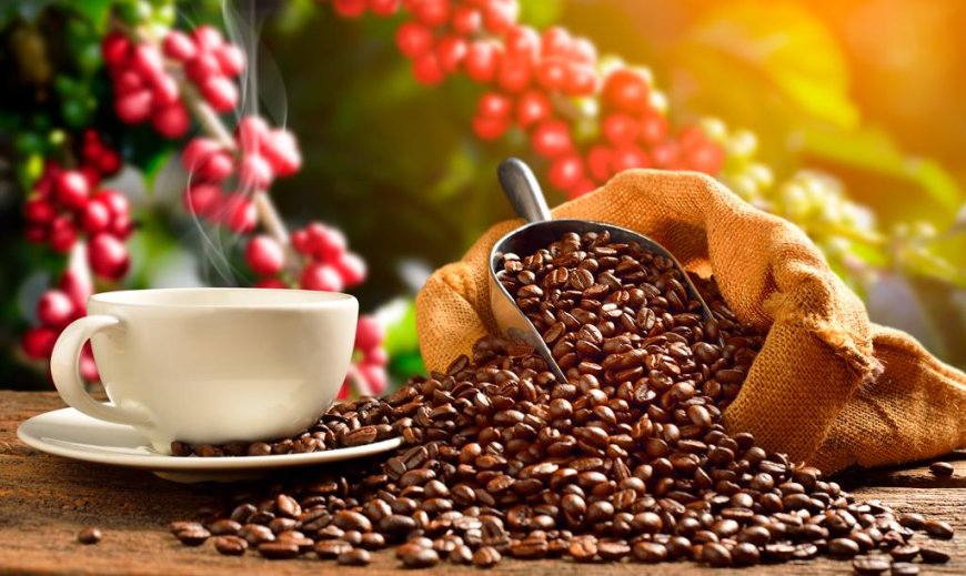 Grão: Colheita do café avança lentamente e atinge 9% da safra no Brasil