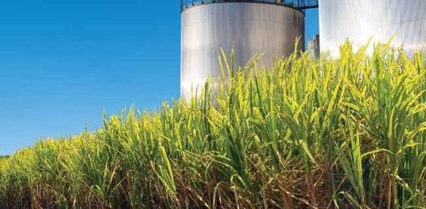 Em MS: Pragas e doenças em canaviais preocupam setor sucroenergético