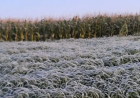 Em MS: Defesa Civil alerta para queda brusca de temperatura e risco de geada