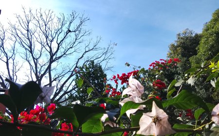 Temperatura: Domingão será de tempo firme em Mato Grosso do Sul