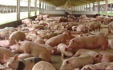 57,6%: Exportações de carne suína de MS crescem e impulsionam setor