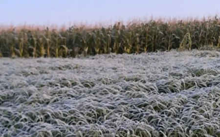 Em MS: Defesa Civil alerta para queda brusca de temperatura e risco de geada