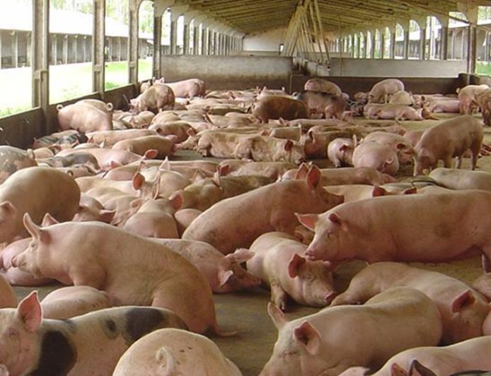 57,6%: Exportações de carne suína de MS crescem e impulsionam setor