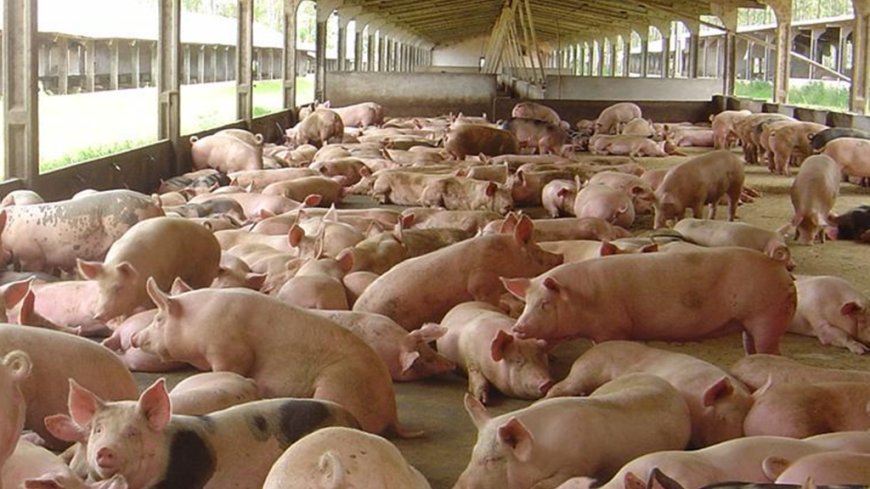 57,6%: Exportações de carne suína de MS crescem e impulsionam setor