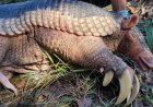 Natureza: Pesquisa no Pantanal captura 45º tatu-canastra e avança em estudo sobre reprodução