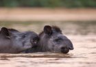 Natureza: Campo Grande é protagonista de documentário sobre conservação das antas