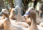 Legislação: Sancionada lei que proíbe produção e comercialização de foie gras
