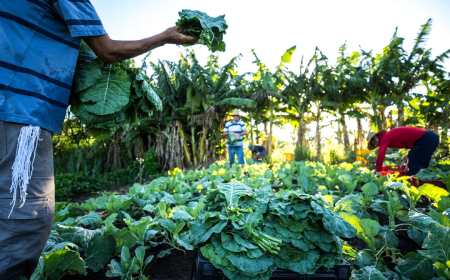 R$ 220 milhões: Finep vai pagar valor para inovações em agricultura familiar