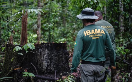 Até 50% de desconto: Dívidas ambientais com o Ibama poderão ser negociadas
