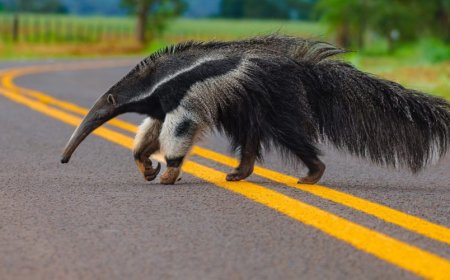 Dados: Estudo em MS revela que frear ou desviar de animais pode ser mais perigoso do que manter a trajetória