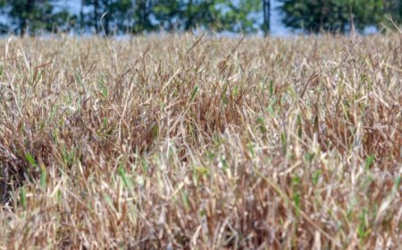 Pasto: Produtores devem planejar alimentação do rebanho antes da seca para evitar prejuízos