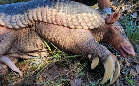 Natureza: Pesquisa no Pantanal captura 45º tatu-canastra e avança em estudo sobre reprodução