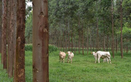 Novas regras: Crédito rural terá juros menores para produtores que investirem em sustentabilidade