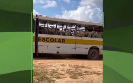 Vacas transportadas em ônibus escolar no Pará levantam alerta sobre bem-estar animal