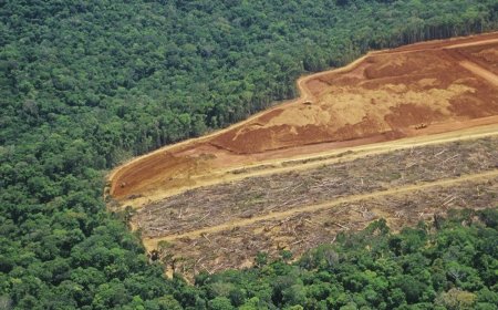 Diz MapBiomas: Crédito rural somou R$ 92,4 bilhões em imóveis com alertas ambientais