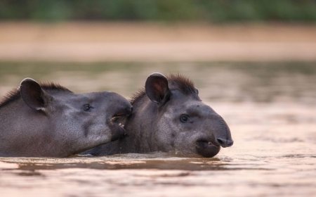 Natureza: Campo Grande é protagonista de documentário sobre conservação das antas