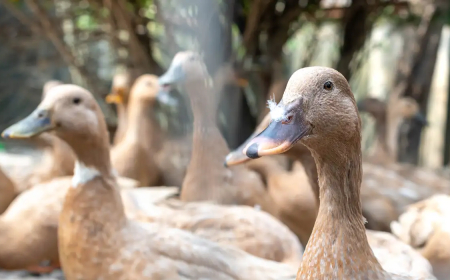 Legislação: Sancionada lei que proíbe produção e comercialização de foie gras