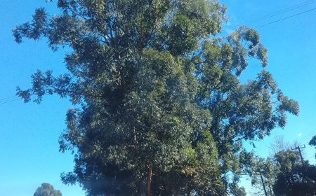 MS: Domingo tempo firme, Sol e umidade baixa em regiões