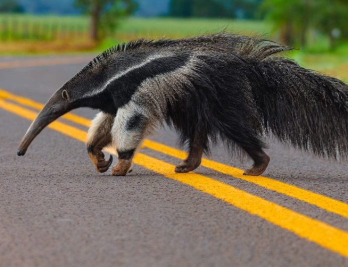 Dados: Estudo em MS revela que frear ou desviar de animais pode ser mais perigoso do que manter a trajetória