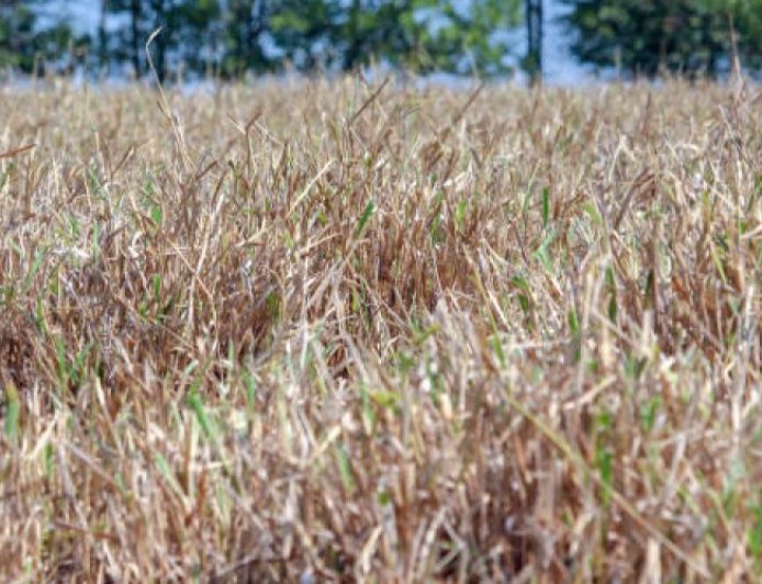 Pasto: Produtores devem planejar alimentação do rebanho antes da seca para evitar prejuízos
