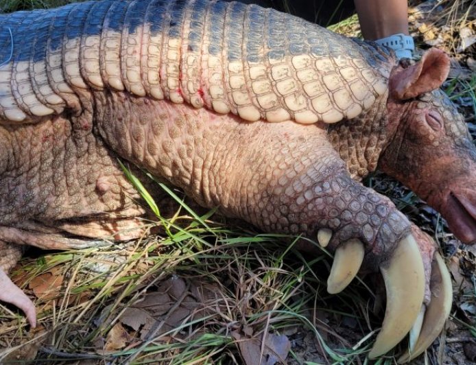 Natureza: Pesquisa no Pantanal captura 45º tatu-canastra e avança em estudo sobre reprodução