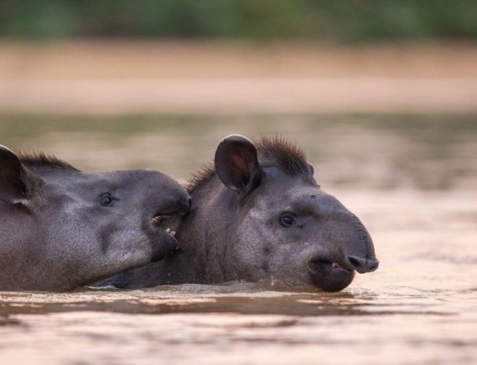 Natureza: Campo Grande é protagonista de documentário sobre conservação das antas