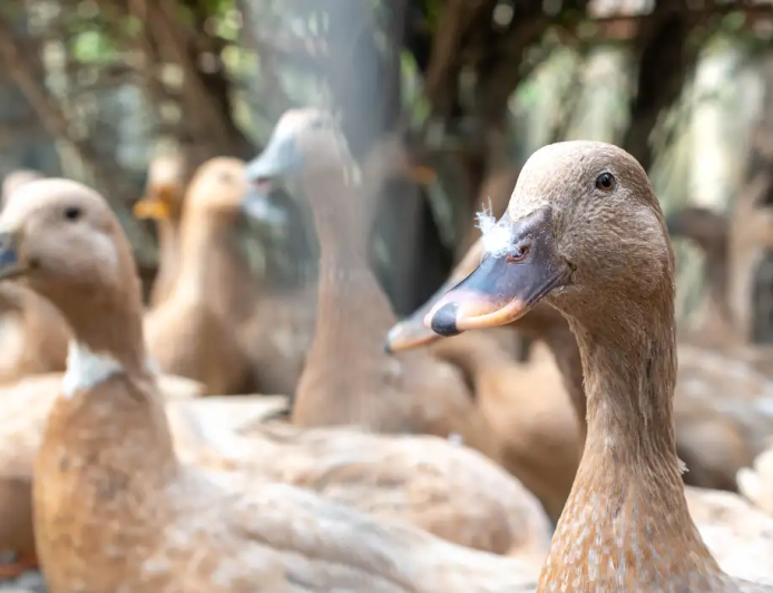 Legislação: Sancionada lei que proíbe produção e comercialização de foie gras
