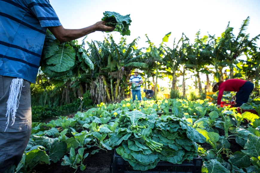 R$ 220 milhões: Finep vai pagar valor para inovações em agricultura familiar
