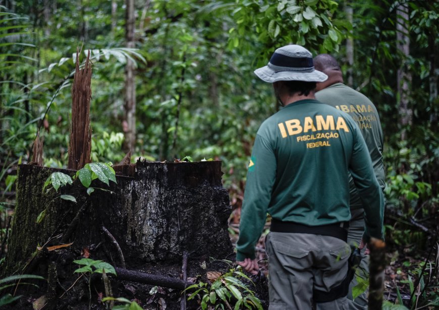 Até 50% de desconto: Dívidas ambientais com o Ibama poderão ser negociadas