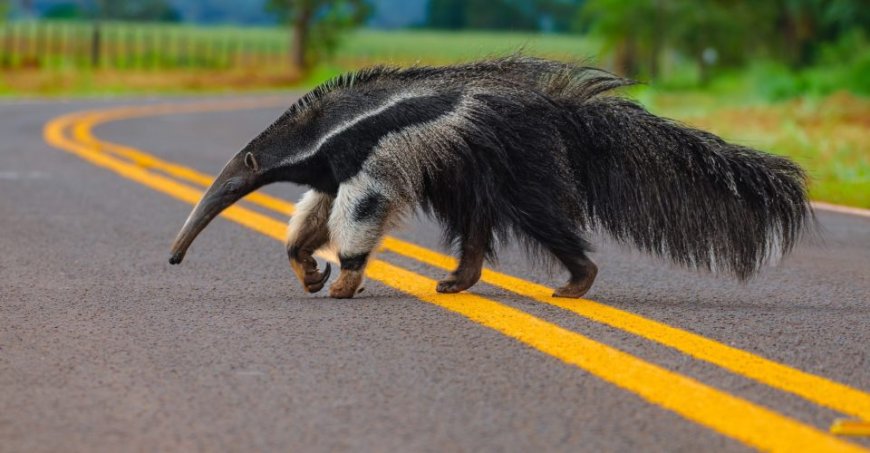 Dados: Estudo em MS revela que frear ou desviar de animais pode ser mais perigoso do que manter a trajetória