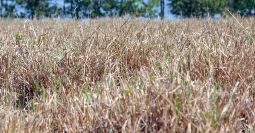 Pasto: Produtores devem planejar alimentação do rebanho antes da seca para evitar prejuízos