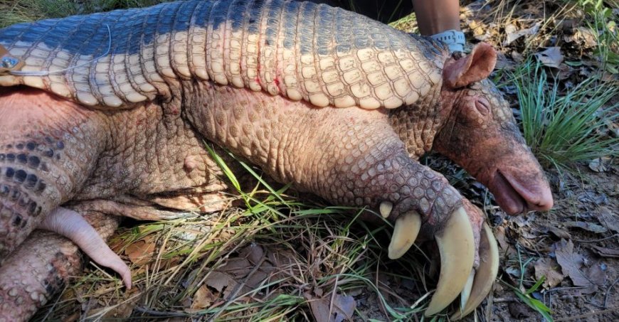 Natureza: Pesquisa no Pantanal captura 45º tatu-canastra e avança em estudo sobre reprodução