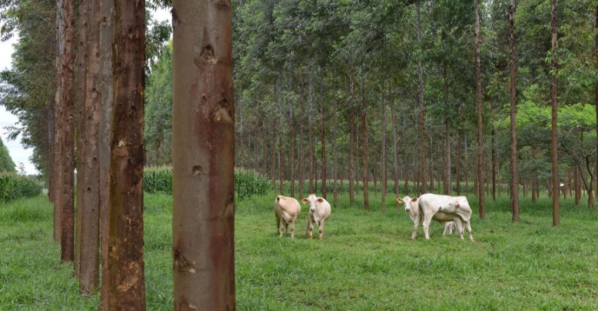 Novas regras: Crédito rural terá juros menores para produtores que investirem em sustentabilidade
