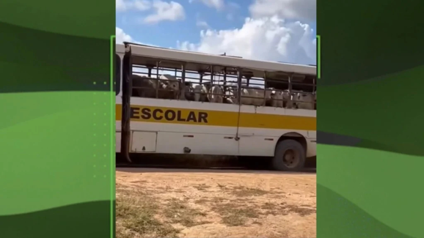 Vacas transportadas em ônibus escolar no Pará levantam alerta sobre bem-estar animal