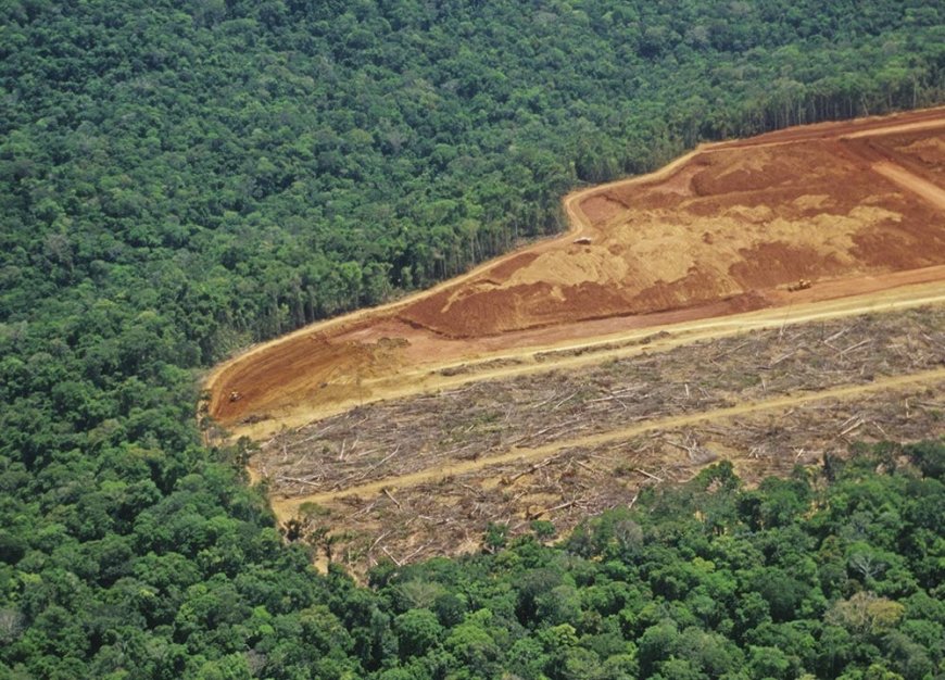 Diz MapBiomas: Crédito rural somou R$ 92,4 bilhões em imóveis com alertas ambientais