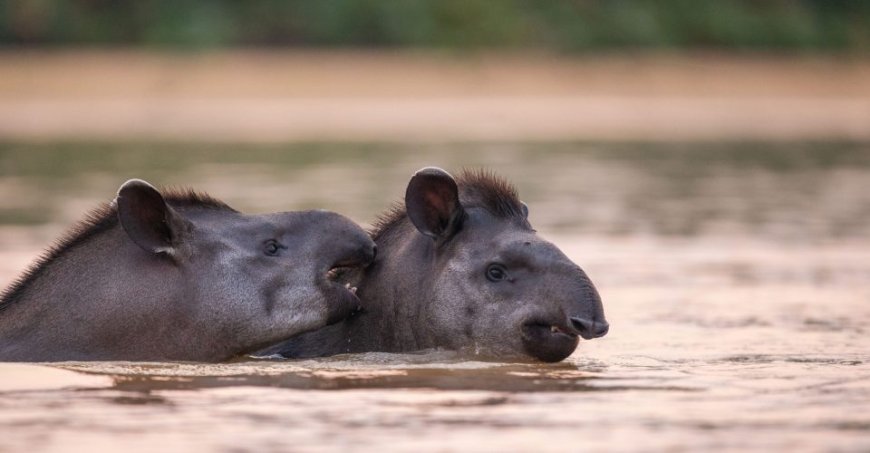 Natureza: Campo Grande é protagonista de documentário sobre conservação das antas