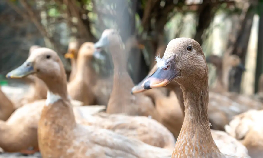 Legislação: Sancionada lei que proíbe produção e comercialização de foie gras