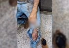 Trabalhador é atacado por uma onça durante trabalho em colheita
