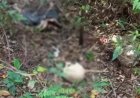 Corpo em decomposição é encontrado nas proximidades do Horto Florestal em Ponta Porã