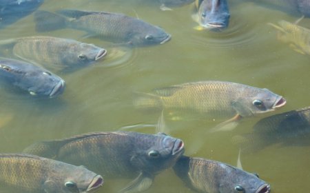 Alerta especialista: El Niño pode afetar criação de peixes e elevar risco de mortalidade em viveiros