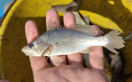 Fenômeno: Cientistas identificam taxa recorde de deformações em peixes do ES